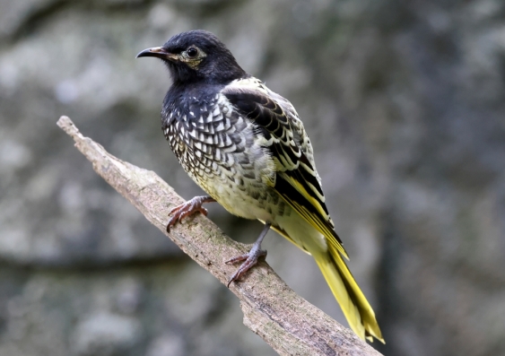 Researchers say there are approximately 350 regent honeyeaters alive in the wild. Photo: Shutterstock.