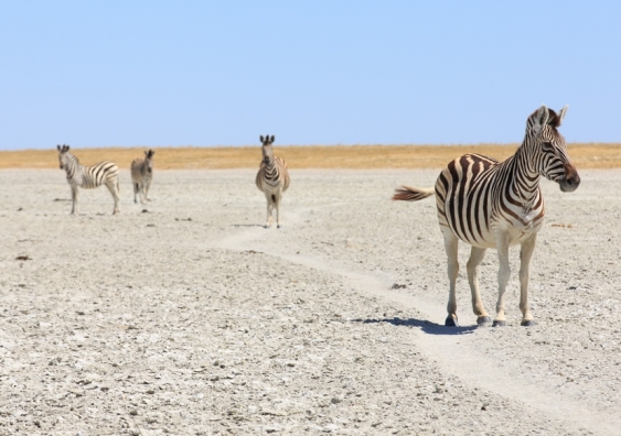 Zebras in the Makgadikgadi Pan. The homeland region described in today's paper once held Africa’s largest ever lake system, Lake Makgadikgadi - the Makgadikgadi Pan is all that remains of the lake today. Image: Shutterstock.