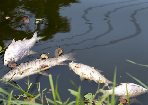 Dead fish are a source of food for bacteria, which then extract oxygen from the river. Image from Shutterstock