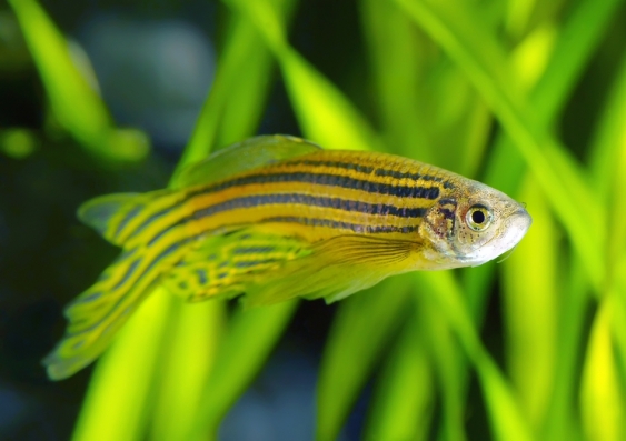 Zebrafish share over 70 per cent of human genes. Photo: Shutterstock