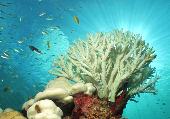 Coral bleaching is a problem facing our fragile marine environment. Picture: Shutterstock