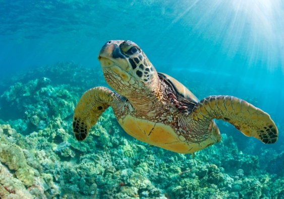 Proposed new national environmental standards say the Great Barrier Reef Marine Park needs to be “sustained for current and future generations”. Image from Shutterstock