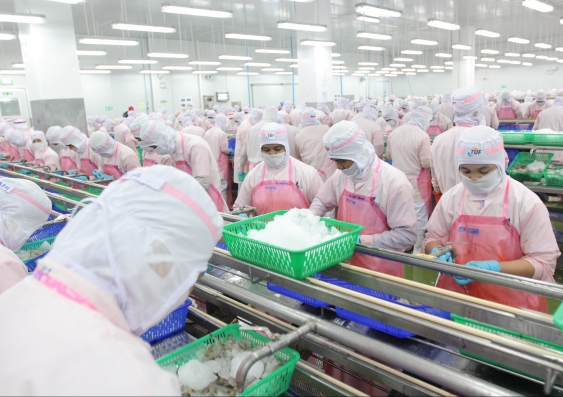 Workers preparing shrimp on a seafood factory production line in Thailand. Photo: Shutterstock