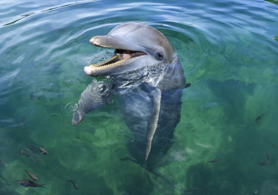 Dolphins and toothed whales make high frequency whistles and squeaks. Photo: Shutterstock
