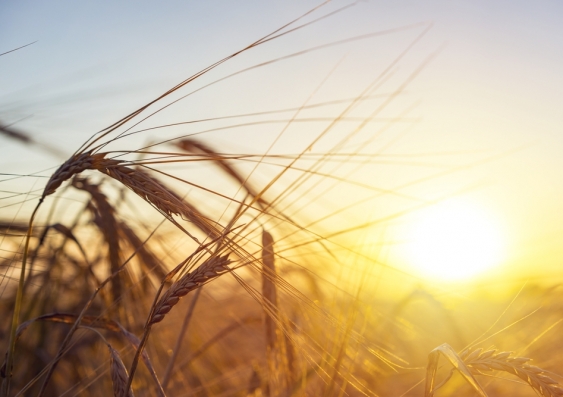 Australian farmers sold around $600 million worth of barley to China in the last financial year. Image from Shutterstock