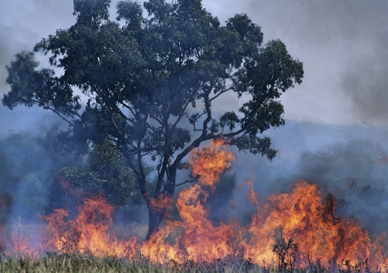 The east coast of Australia is in the grip of a bushfire emergency this summer. Picture: Shutterstock