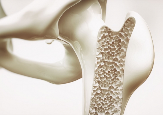 The researchers say they look forward to exploring how the new type of bone cell may change the approach to osteoporosis and other skeletal diseases. Image: Shutterstock