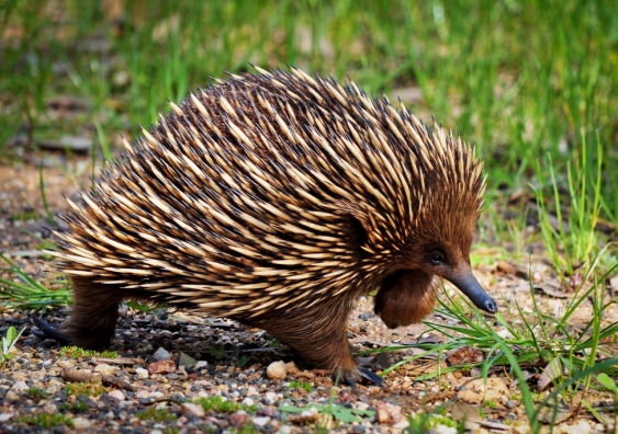 Echidna quills can now be analysed to determine if a specific animal is being illegally trafficked.