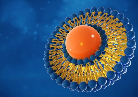 The study discovered the best way to design and build DNA ‘nanostructures’ to effectively manipulate synthetic liposomes (pictured) – tiny bubbles which have traditionally been used to deliver drugs for cancer and other diseases. Image: Shutterstock.