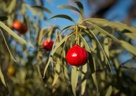 The peach quandong plant is just one of the hundreds of thousands of species native to Australia. Image from Shutterstock