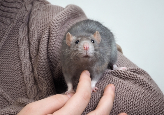 US author Dr Jeffrey Masson says rats laugh when tickled. Credit: Shutterstock.
