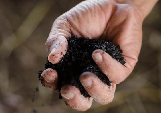 An international review study details for the first time how biochar improves the root zone of a plant. Photo: Shutterstock.