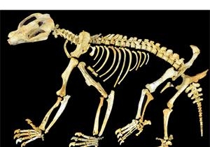 Nimbadon skeleton