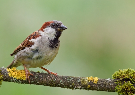 A male house sparrow displaying the dark bib plumage. Picture: Shuttestock