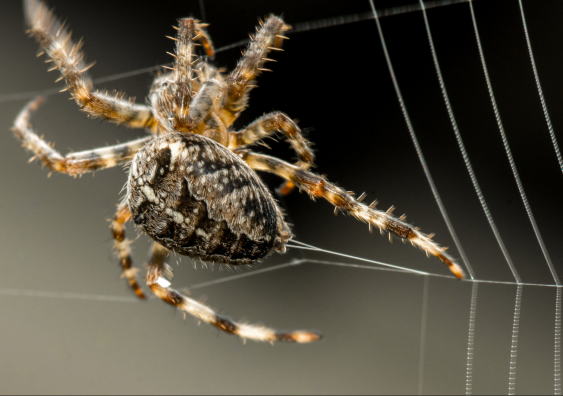 Researchers say tapping into spider silk could herald a revolution in manufacturing. Image: Shutterstock