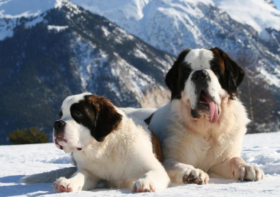 St Bernard dogs. Image: Benduiker