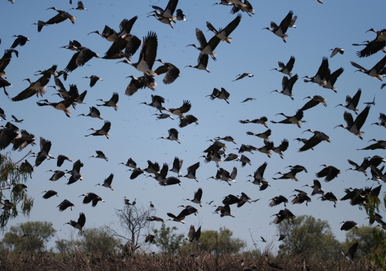 Straw-necked ibis in flight. Credit: Dr Kate Brandis, UNSW