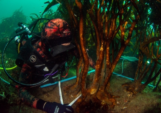 The target is based upon the best available information on the known distribution of kelp, their past declines, the costs of restoration, and the capacity to complete. Photo: Alejandro Perez-Matus.