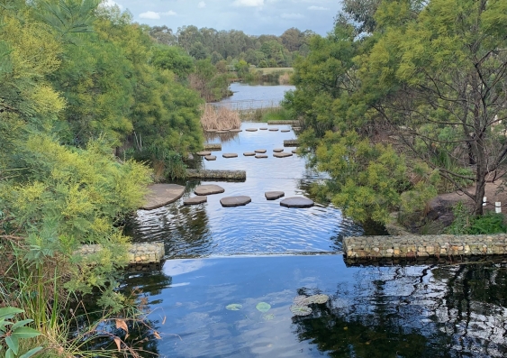 Wetlands at Sydney Park. Photo: Supplied.