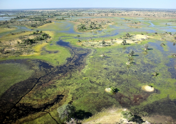 Okavango delta, Botswana. Wetland ecosystems are linchpins of landscape function and the water cycle. Photo: Richard Kingsford, UNSW