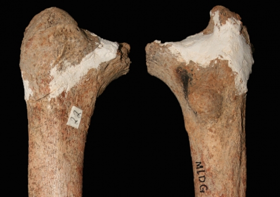 Pre-modern thigh bone from the Red Deer Cave people of Southwest China. Credit: Darren Curnoe & Ji Xueping