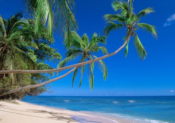A Pacific Island scene