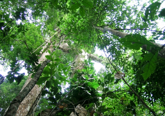 Tropical forest. Photo: Dr Daniel Falster