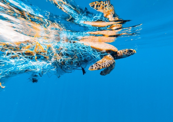Ghost nets can entangle marine wildlife, such as marine turtles. Photo: Shutterstock.