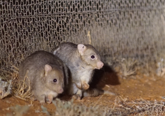 Burrowing bettongs often thrive behind fences but cannot survive the ferals beyond. Photo: Hugh McGregor/Arid Recovery, Author provided