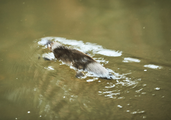 A platypus swims in the Hacking River shortly after being released in the Royal National Park back in May 2023. Photo: UNSW Sydney/Richard Freeman