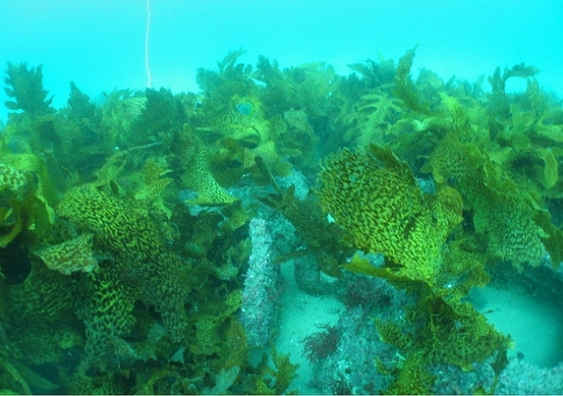 The artificial reefs 12 months after installation. Photo: UNSW Science