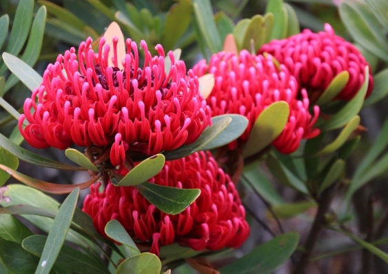 Lead researcher and UNSW Science PhD candidate Stephanie Chen says understanding the genetic make-up of the waratah will give researchers better insight into its evolution and environmental adaption, help to better conserve it, and inform breeding efforts.” Photo: Shutterstock.