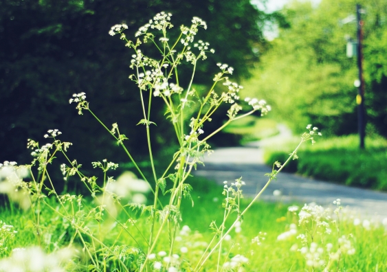 In certain contexts, weeds might not be as bad as you think. Photo: Unsplash.