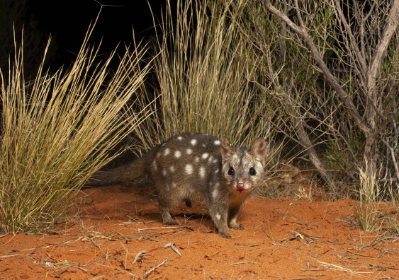 This study shows that the benefits of reintroducing quolls to fence reserves, such as filling the role of an apex predator, may outweigh the risk of losing some species to quoll predation. Photo: Jannico Kelk.