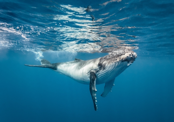 Aquatic mammals do not produce calls at the frequency we would expect based on their size. Photo:Shutterstock