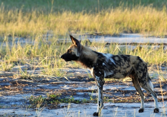 An African wild dog. Image: Dr Andrew King