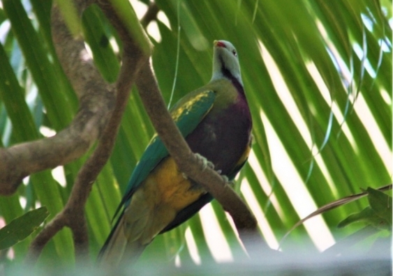 A Wompoo fruit-dove in Whian Whian State Conservation area, one of the frugivorous species that was most impacted by the 2019-2020 bushfires. Photo: Supplied.