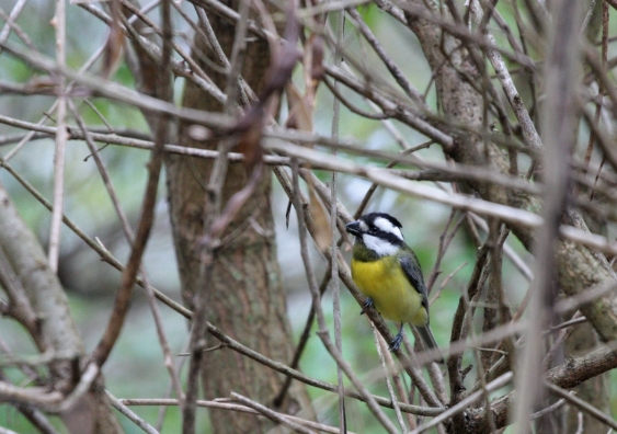 Crested shrike-tit – one of the many woodland bird species affected by land clearing. Image: Corey Callaghan