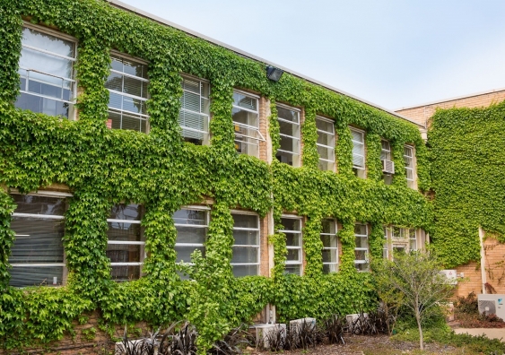 Green facade, vegetation growing on melbourne university building