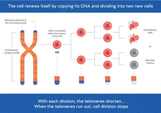Telomeres shorten during DNA replication