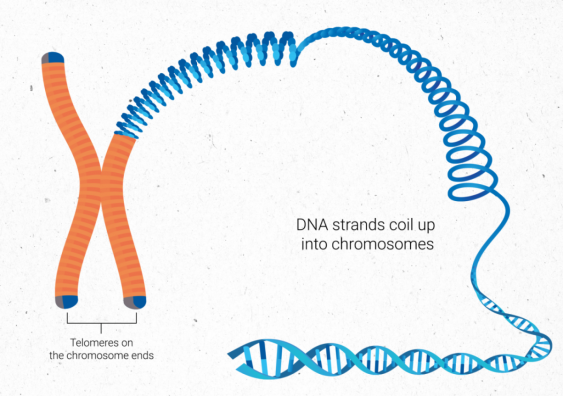 DNA strands coil up into chromosomes