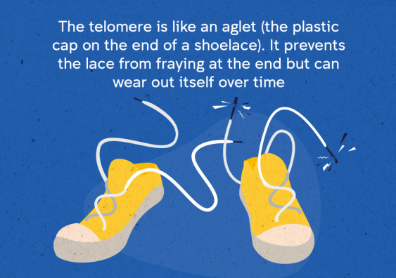 Telomeres are like aglets