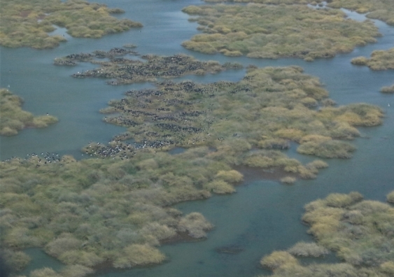 A large flooded wetland with lignum bushes