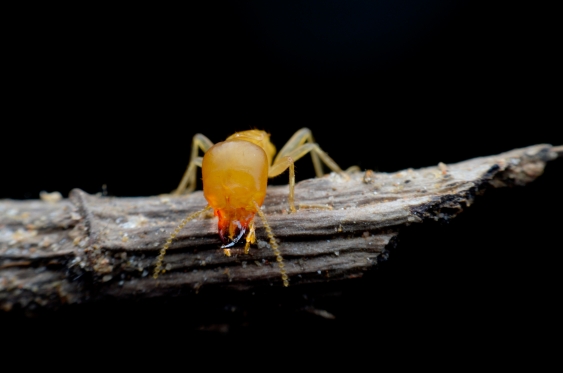 Ants stomp, termites tiptoe: predator detection by a ...