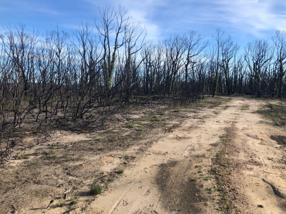 NSW landscape affected by the 2019/2020 bushfire