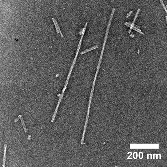 Alpha-synuclein fibrils seen via electron microscopy