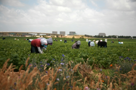 Labourers in a field