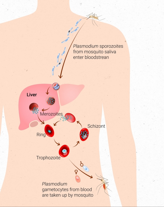 Diagram of Plasmodium transmission cycle in humans to cause malaria