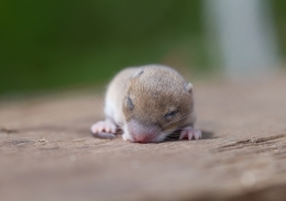 Baby mouse sleeping