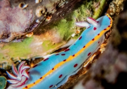 Blue nudibranch with a yellow trim and bright red spots